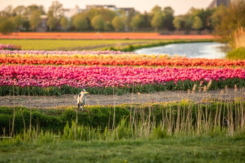 Netherlands location